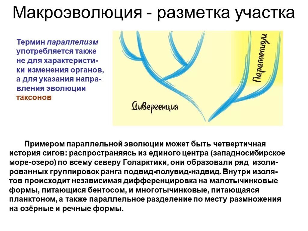 Макроэволюция 11 класс биология конспект. Макроэволюция. макроэволюция термины. макроэволюция как процесс появления надвидовых групп организмов. макроэволюция примеры.