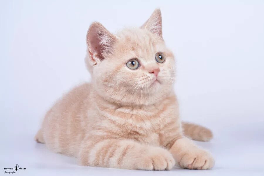 персиковый британец котенок. британская персиковая кошка. британская персиковая кошка. кот британец персиковый окрас. британский короткошерстный персиковый.