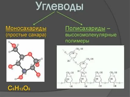 Строение углеводов биология кратко