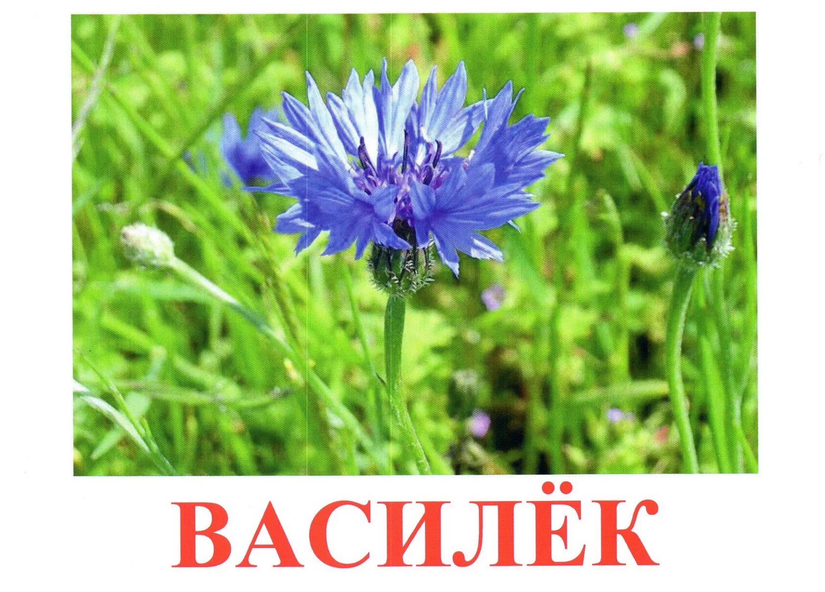 василёк луговой. василек цветок россии. василек вики. имя василек. логотип группы василёк.