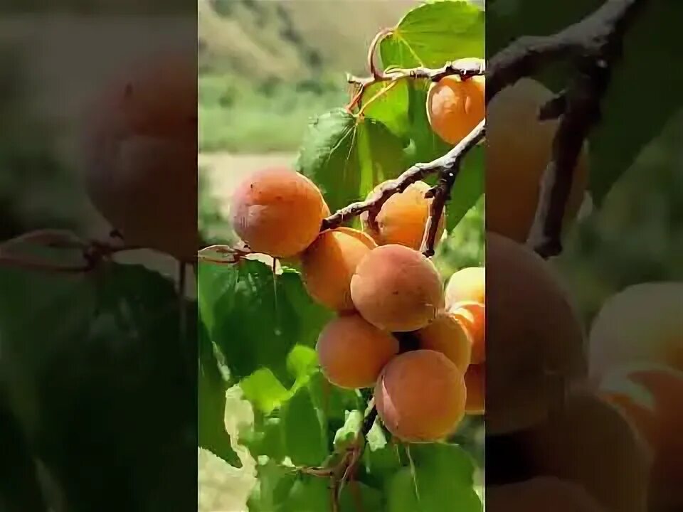 Абрикос дагестанский. Абрикос районированный. Абрикосы дагестан. Абрикос дагестанский. Абрикос сорт шалах.