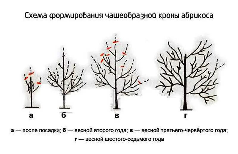 Сформировать мчд