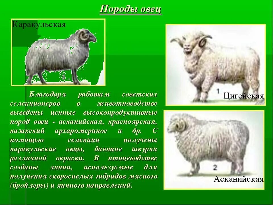 Сообщение о достижениях селекции. Достижения современной селекции животных биология 9. достижения селекции в животноводстве. достижения современной селекции. успехи отечественной селекции.