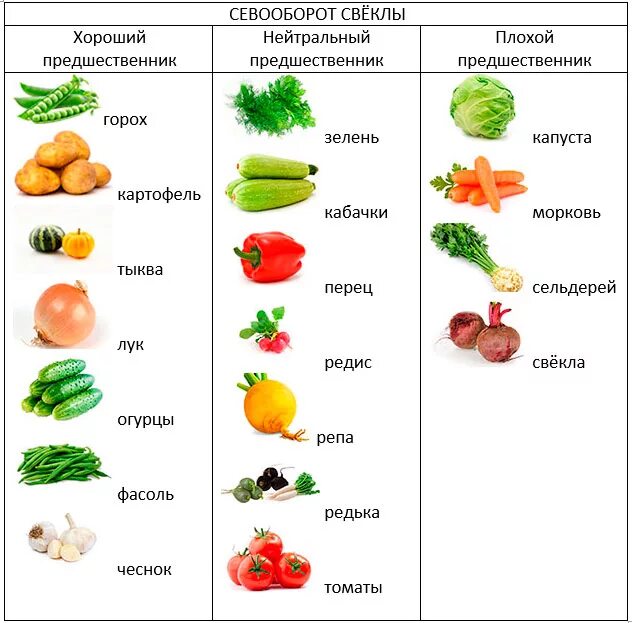 Свекла после чего лучше. Таблица севооборота овощных культур. Схема севооборота предшественники. Чередование посадок овощных культур таблица. Таблица посадок овощных культур предшественников.