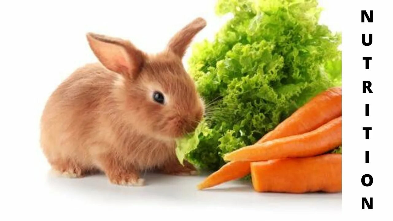 Можно кроликам листья салата. Можно кроликам листья салата. Можно кроликам листья салата. Можно кроликам листья салата. Салат разноцветное кружево.