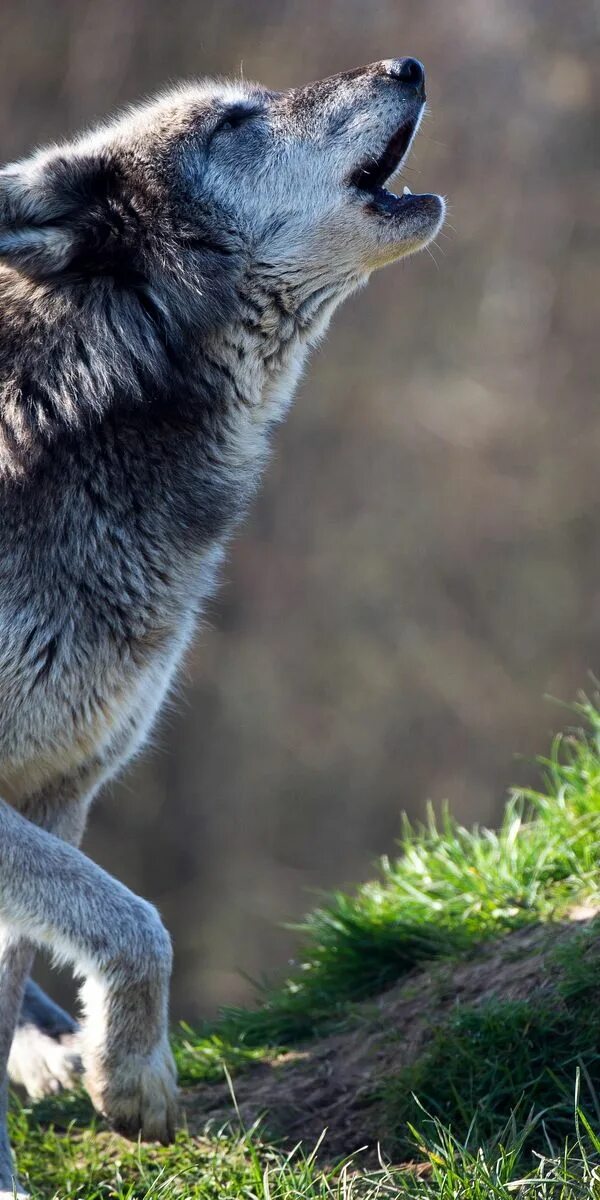 Вой волка. Как звучит волк. Волк восточный лесной;. Волки повадки и образ жизни. Врешь собака.