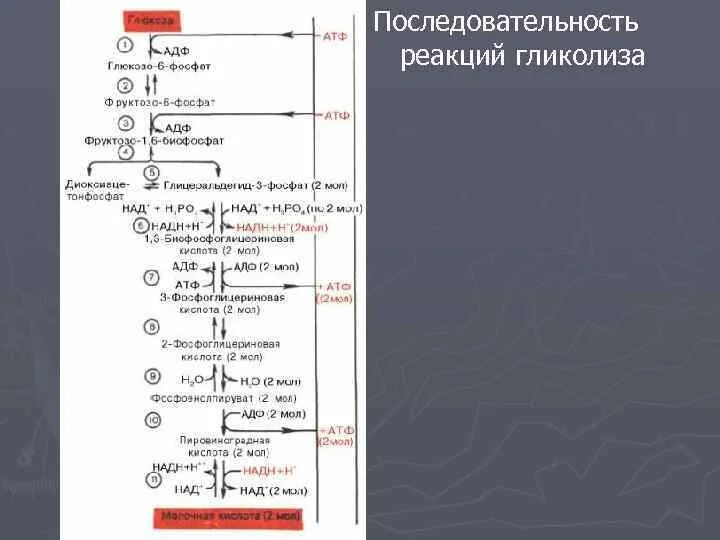 Протекание гликолиза кольцевые днк. Анаэробный гликолиз схема реакций. Аэробный гликолиз 11 реакций. Схема гликолиза биохимия. Гликолиз последовательность реакций биохимия.