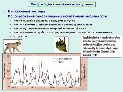 Увеличение количества особей в популяции кабана