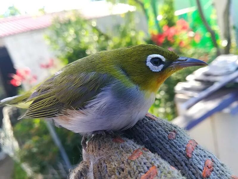 Разные виды птиц. Птица желанчики. Птица киви презентация. Додо в алисе в стране чудес. Белогрудый голубь.