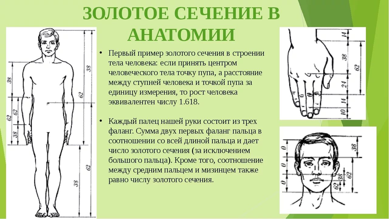 Золотое сечение просто. Золотое сечение в строении тела человека. примеры золотгг чеяени. золотое сечение пропорции. числа фибоначчи в человеке.