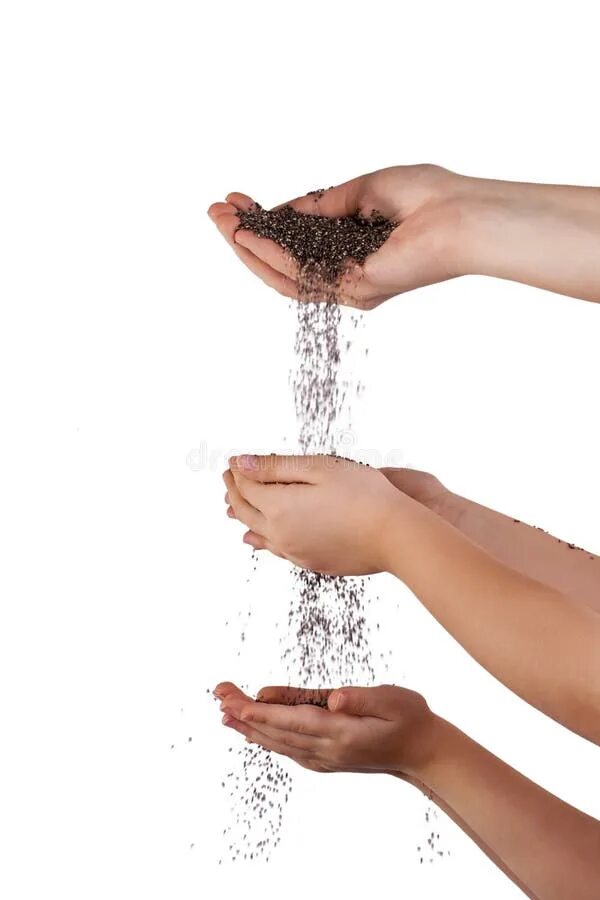 Семена подсолнечника на белом фоне. Мешок семечек. Пшено в руках. Щелкать семечки. Семечки горсть.