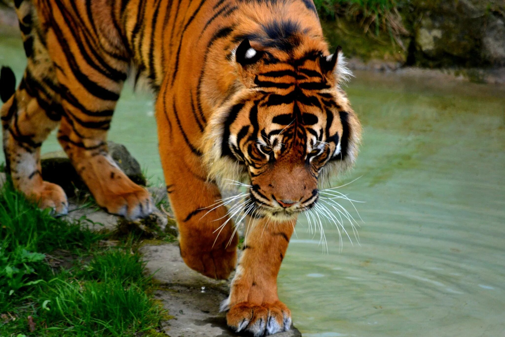 Bengalis. Tiger feet. Лапа тигренка. Ноги тигра. Тигр лапа.