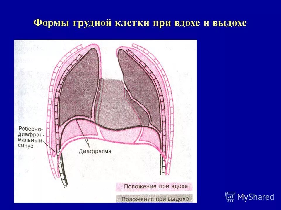 При выдохе диафрагма. Механизм вдоха и выдоха схема. При вдохе ответ. Механизм вдоха и выдоха. Что происходит при вдохе.