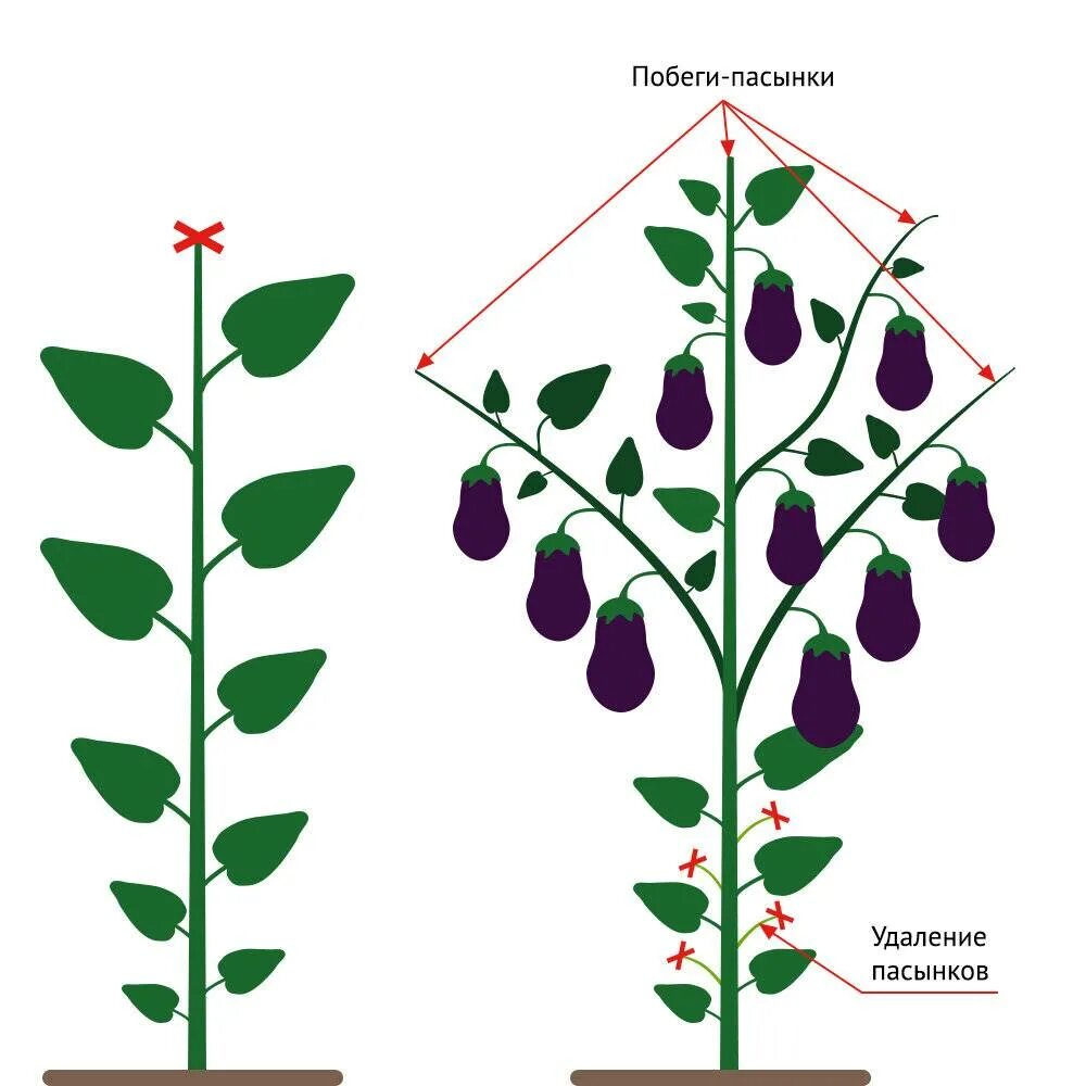 Нужно ли обрывать первые. Формировка куста баклажана. Пасынкование баклажанов в открытом. Схема пасынкования перца. Формировка баклажанов в теплице.