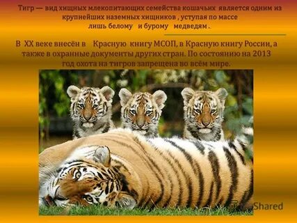 Рассказ о редком животном 2 класс