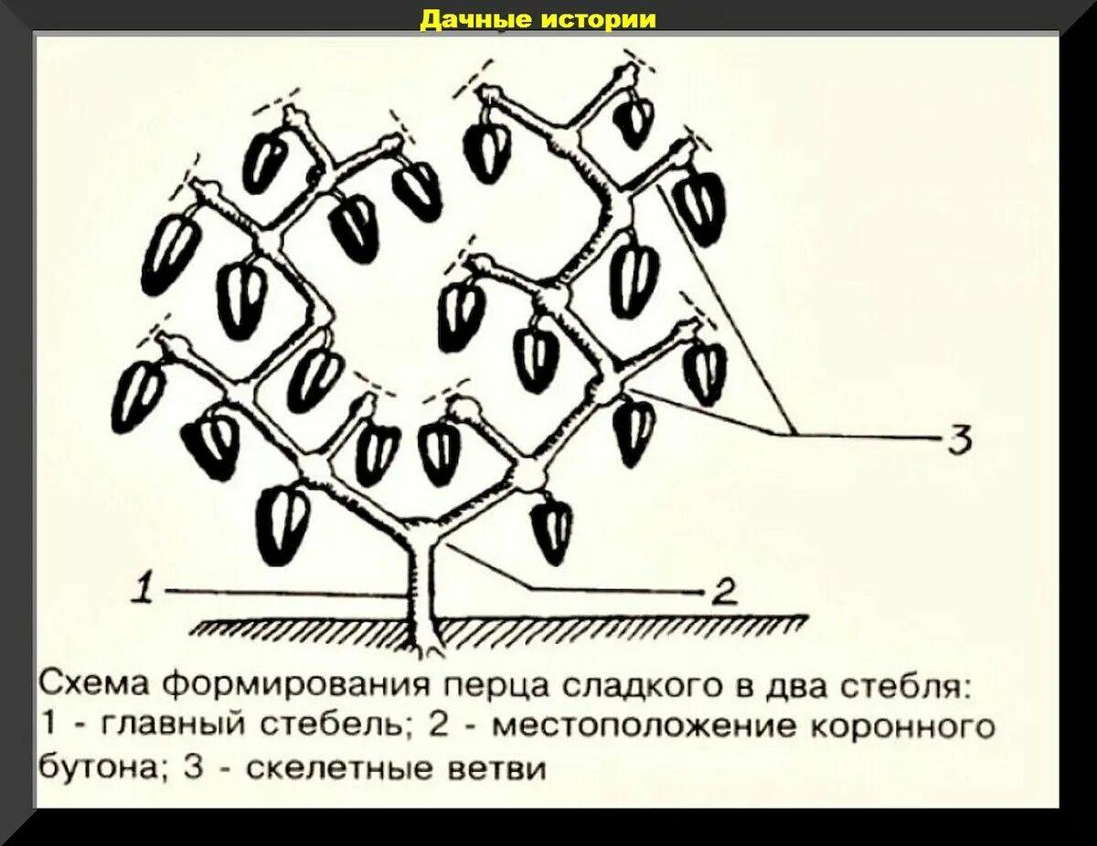 Формировка перца в открытом грунте схема. Формировка перца в открытом грунте схема. Как пасынковать перец в теплице. Как формировать куст перца в теплице. Как формировать перцы в теплице схема.