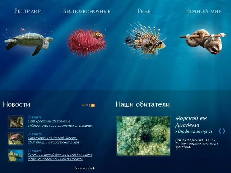 большой барьерный риф рыбы. черепаший риф. морские беспозвоночные примеры.