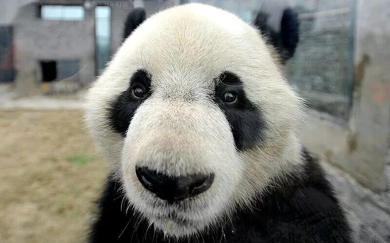 Панда без кругов. Гигантская Панда. Панда в Китае. Панда без черных кругов. Панда чихает.