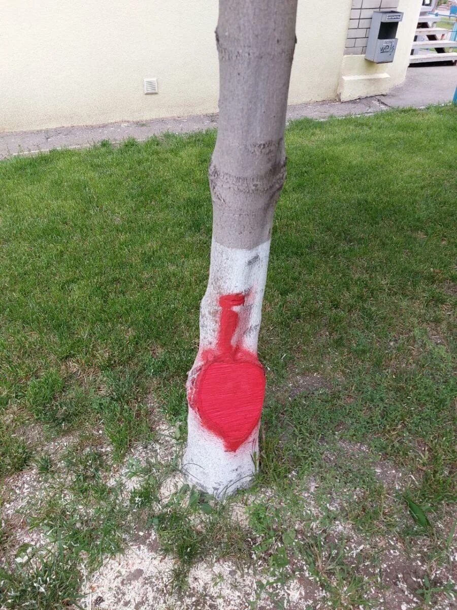 Красноватая краска из одноименного дерева 6 букв. Покраска деревьев известью. Ствол дерева покрашенный красным. Обрезали березы красная краска. Дерево покрашенное белой краской на улице.