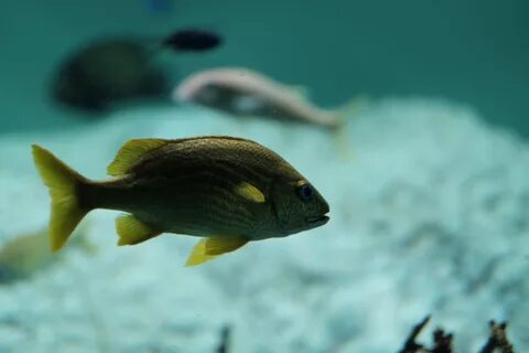 Green fishes