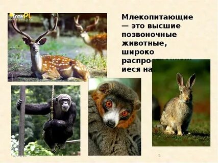 Млекопитающие главное