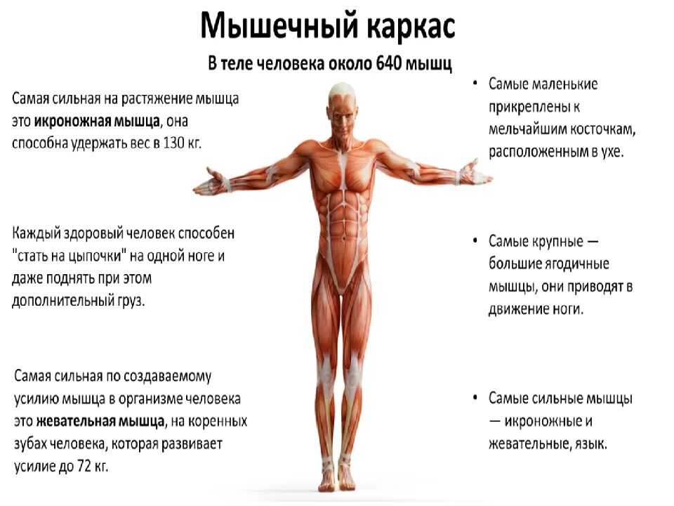 Самая сильная мышца в организме человека. Самая сильная мышца у человека. Мышцы человеческого тела. Самая сильная мышца в теле. Тело насколько