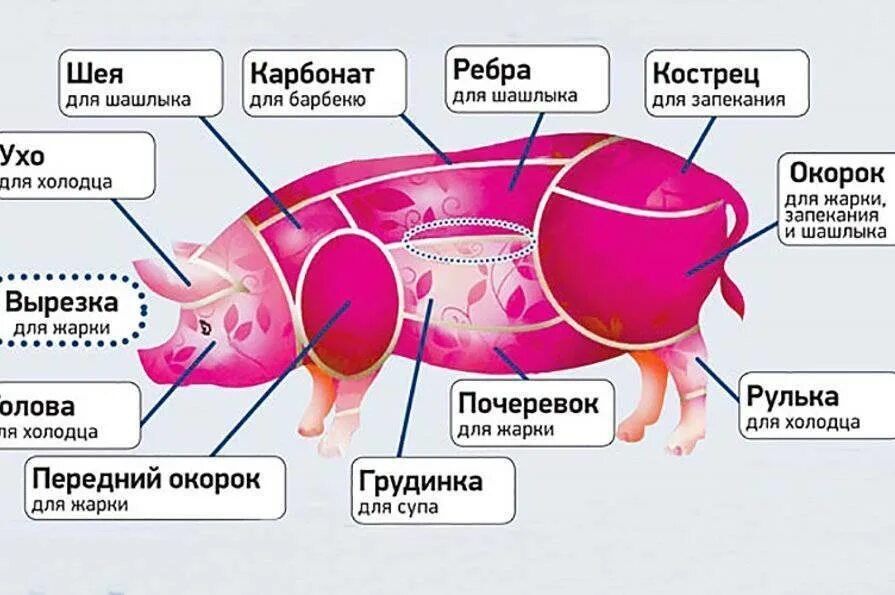 Карбонат свиной часть свиньи. Что такое карбонат свиной схема. Части поросенка. Название частей мяса свинины. Названия частей свиньи