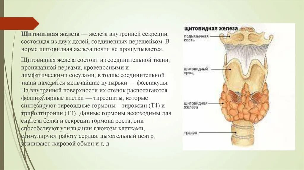 Функции щитовидной железы. Перешеек щитовидной железы. Щитовидная железа презентация. Типовые нарушения щитовидной железы.