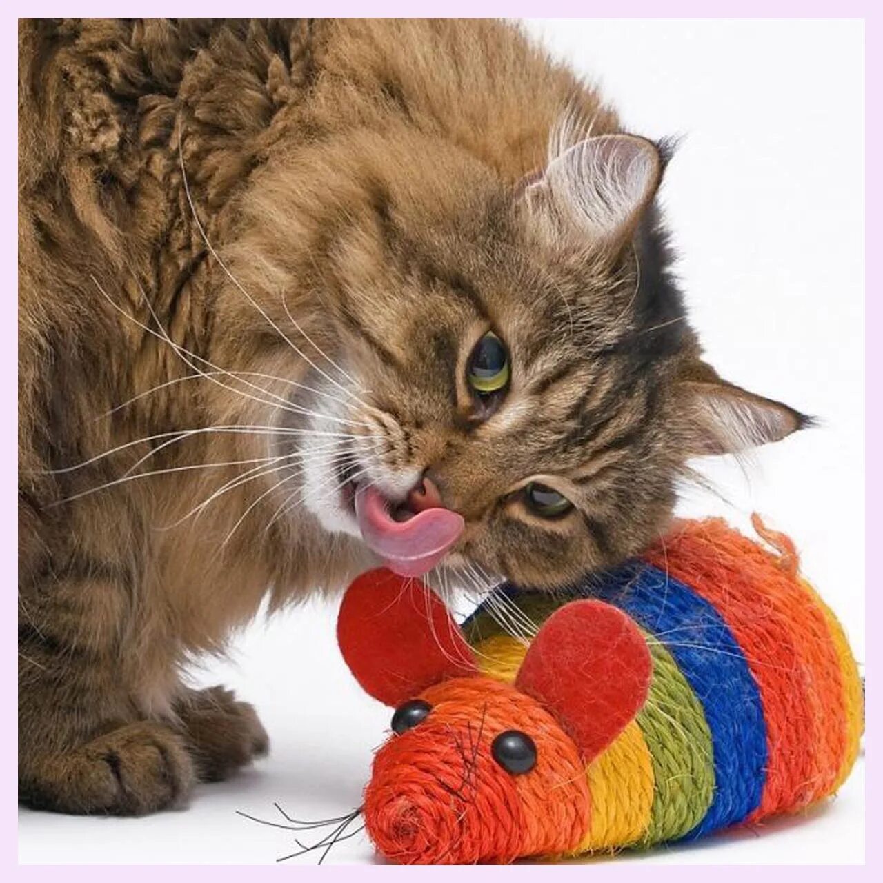 Веселые кошки. Котёнок лайк и котик игроман. Включи другую котенка. Включи другую котенка. Котики.