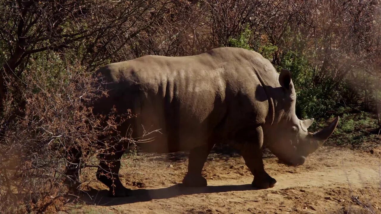 Черное сафари. Rhino Walking. Rhino walk gif.