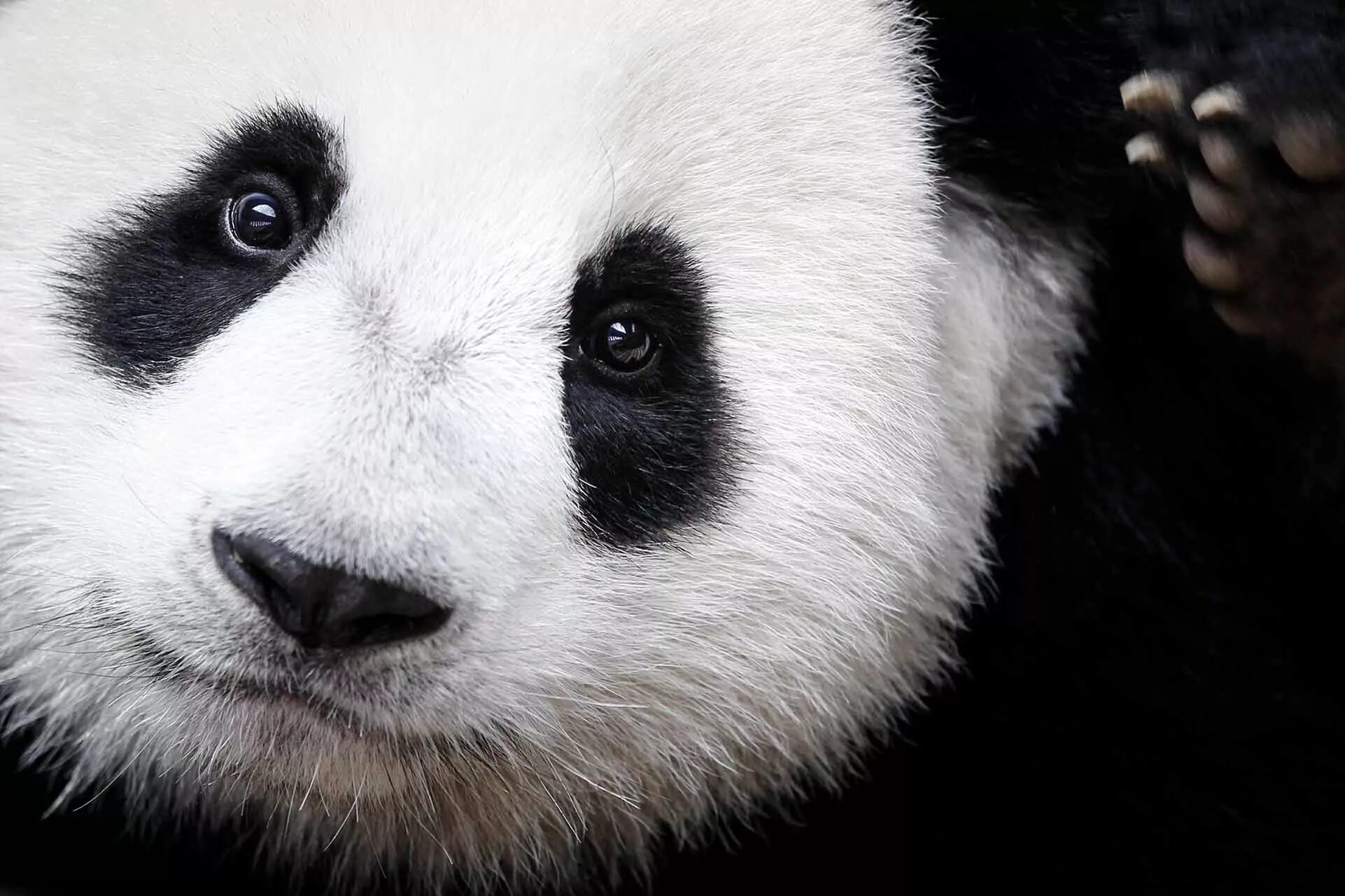 Pandas endangered
