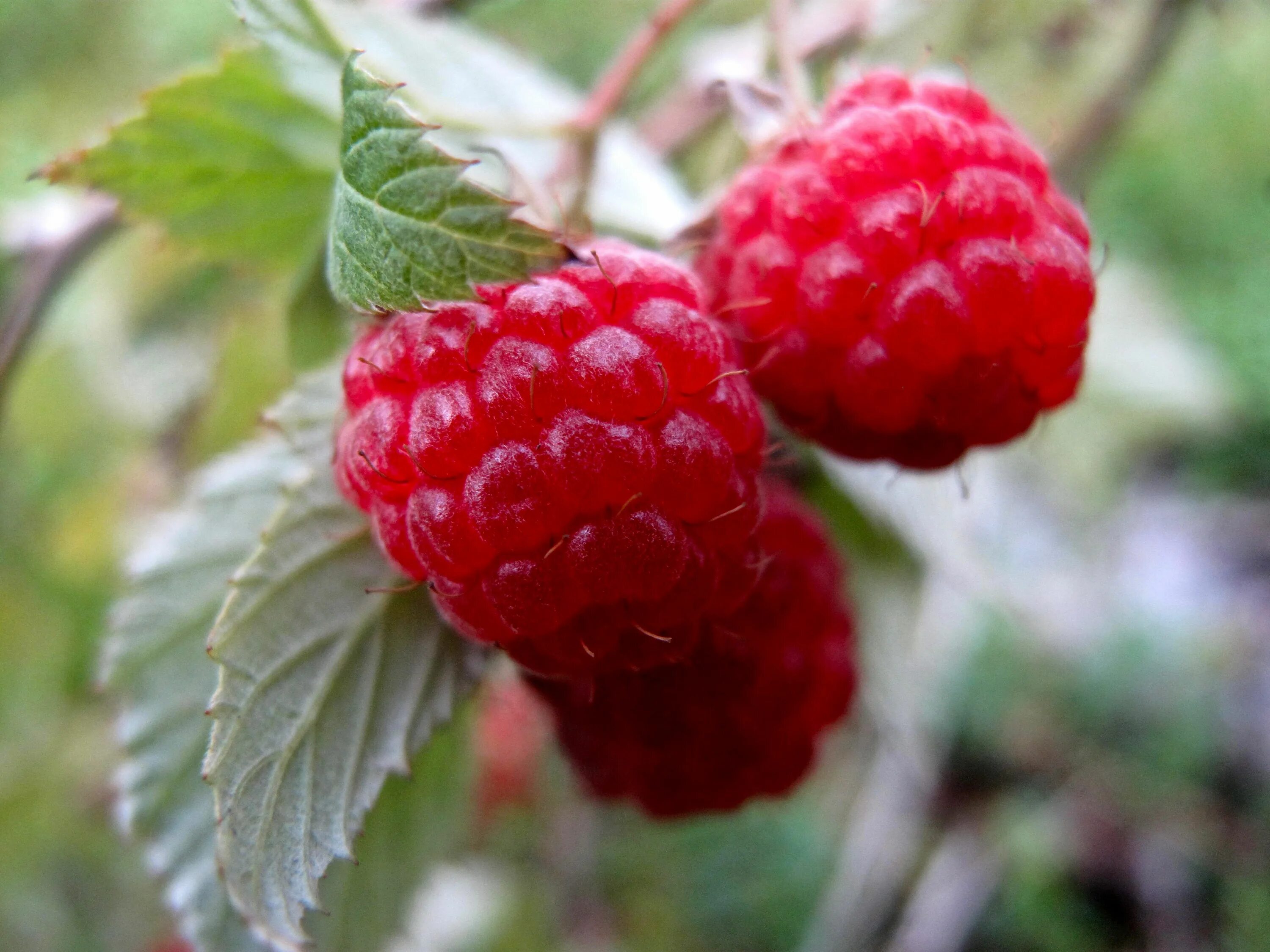 Сорт зоренька. Малина Rubus idaeus. Малина Лесная -Rubus idaeus. Малина Зоренька Алтая. Rubus strigosus малина.