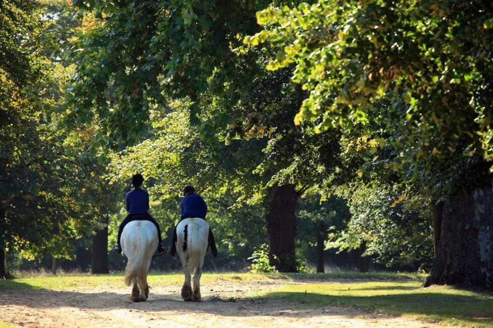 Лошадка в парке. Hyde Park Horse. Ричмонд парк в Лондоне катание на лошадях. Лошади в парках. Лошадь в парке.