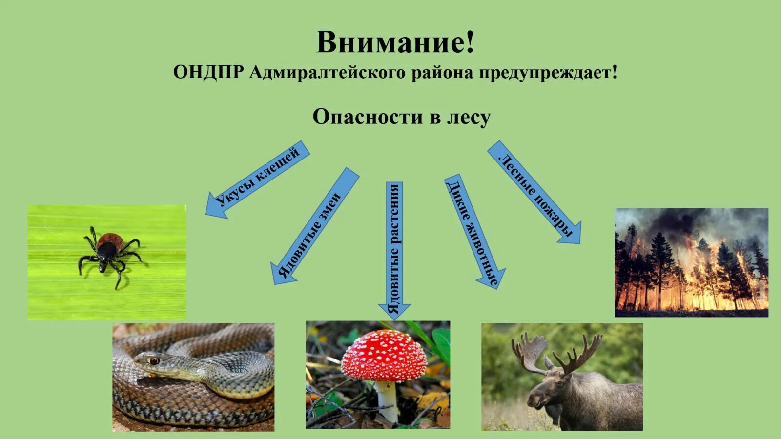 Что опасно человеку в лесу. Опасности в лесу. Проект Лесные опасности. Опасности в лесу для человека. Лесные опасности проект опасность.