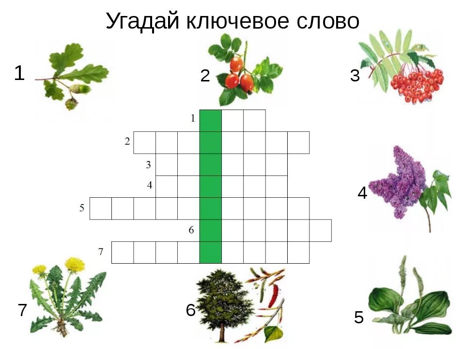 Кроссворд лес слов. Кроссворд растения для детей. Кроссворд с ключевым словом. Кроссворд на тему растения. Кроссворды для детей подготовительной группы.