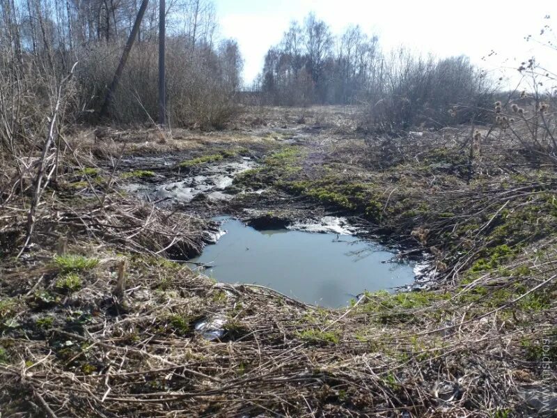 В исследованной воде из местного болота