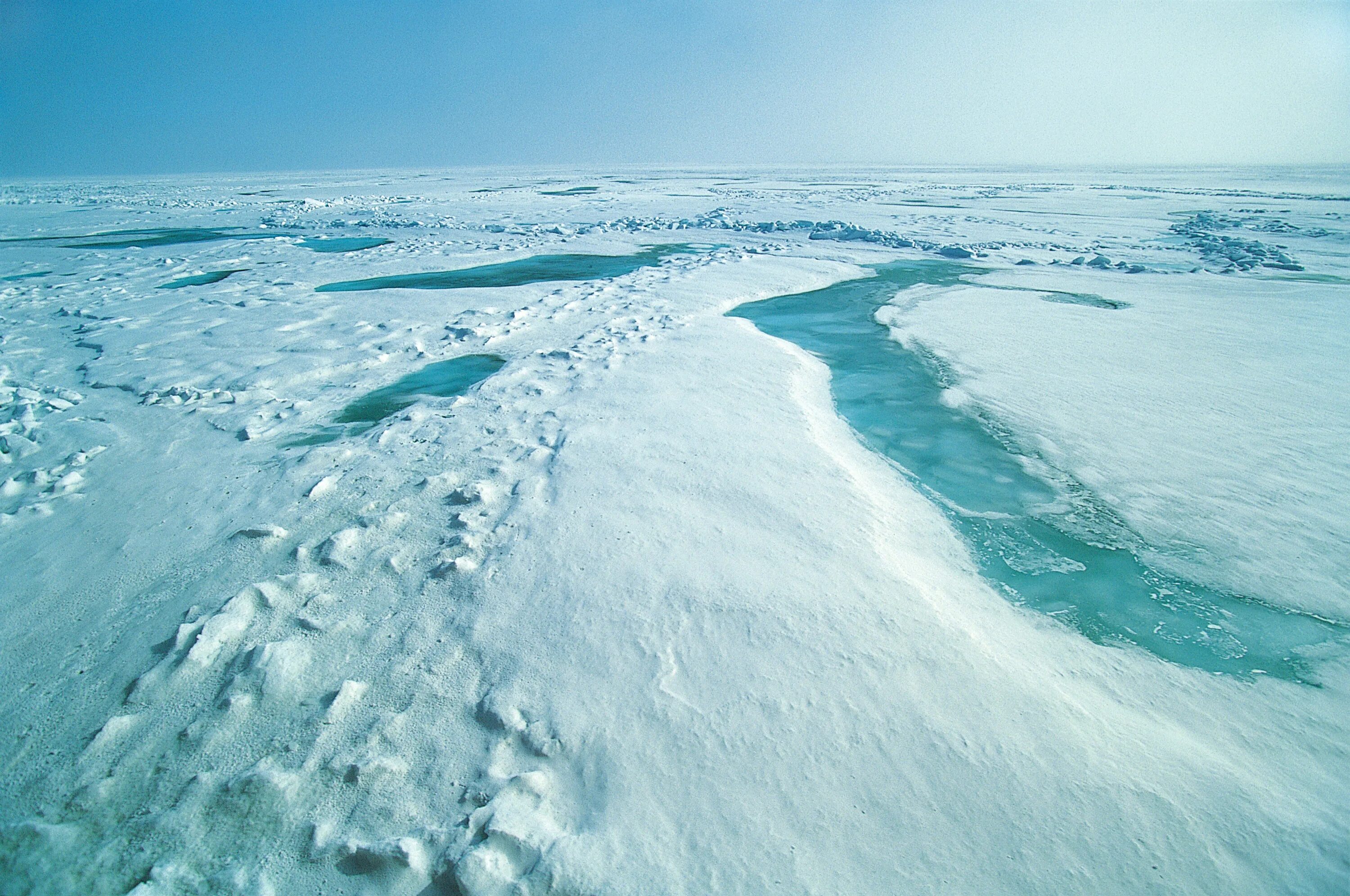 На льдах какого залива обитают белые. Арктика Северный Ледовитый океан. Карское море ледяной Покров. Ледяной Покров Северного Ледовитого океана. Ледовый Покров Северного Ледовитого океана.