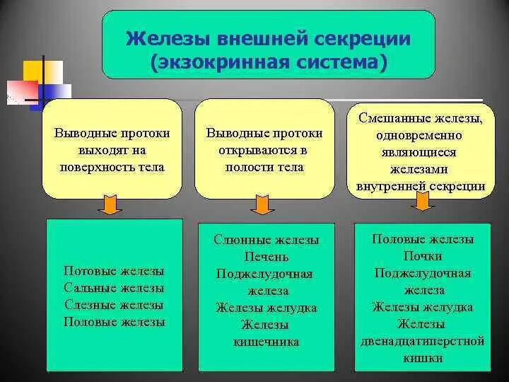 Экзокринная система. Выводные протоки этих желез выходят на поверхность тела. Экзокринная железа в половой системе. Имеют ли гормоны выводные протоки.