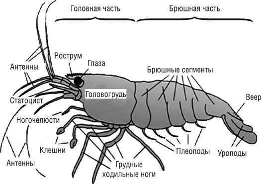 Речной рак головогрудь брюшко. Статоцисты у ракообразных. Рострум у ракообразных. Головогрудь у креветки. Тельсон.