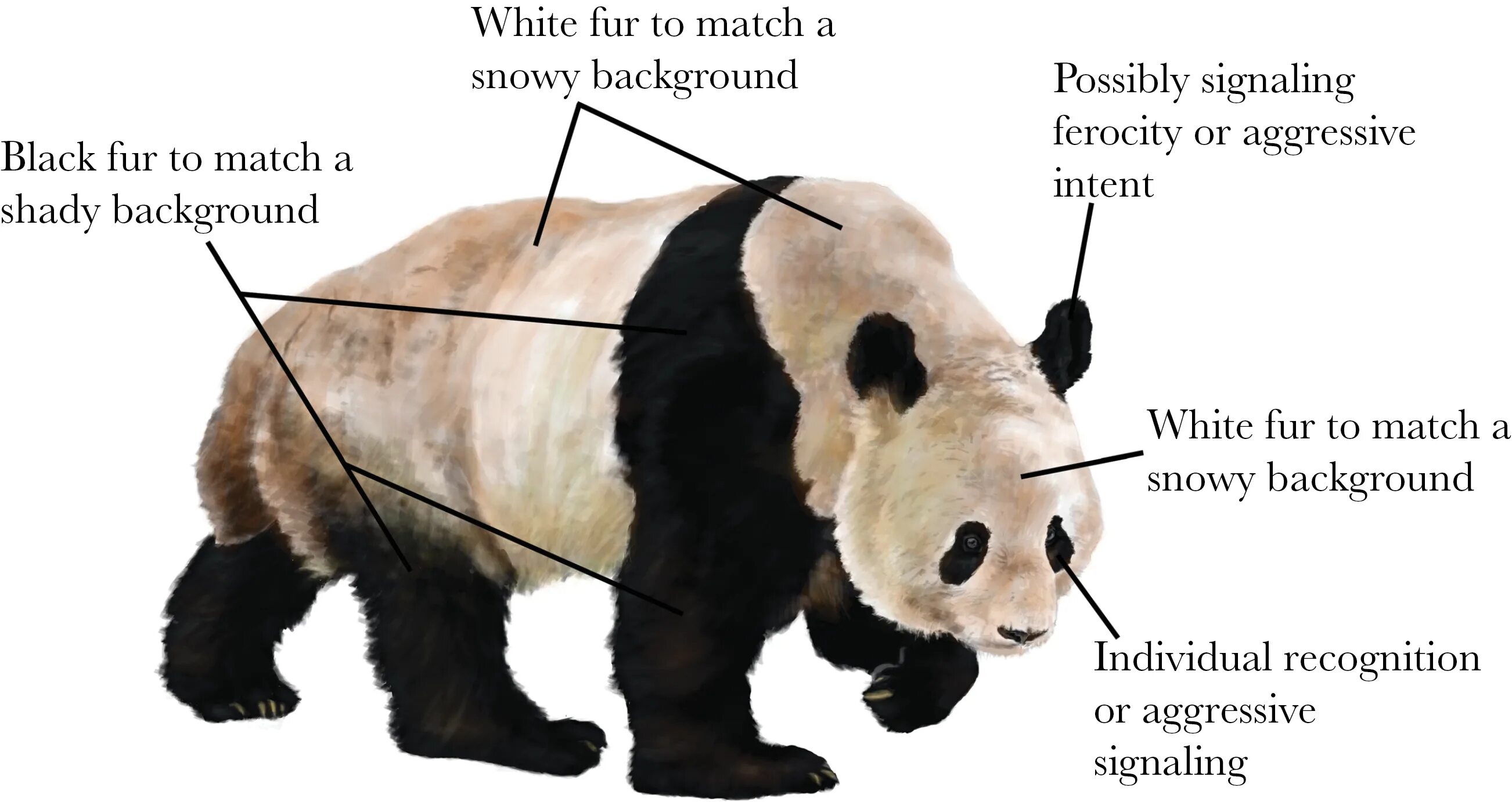 Особенности внутреннего строения медведя. Панда. Строение панды. Панда внутреннее и внешнее строение. Панда строение тела.
