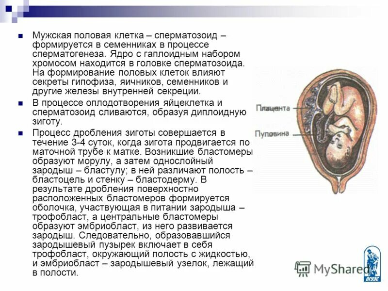 строение яйцеклетки и сперматозоида. что такое половое мужская клетка. женской половой клетки. мужская половая клетка набор. строение половых клеток.