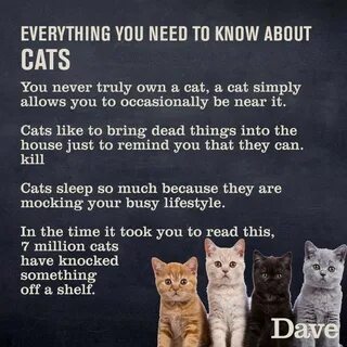 Cats text