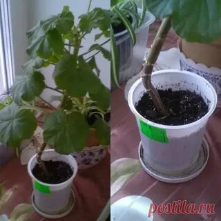 Герань вытянулась что делать