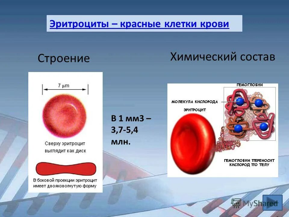 Строение эритроцита человека. Строение эритроцитов в крови. Состав эритроцитов крови. Состав крови клетки крови строение. Строение кровяной клетки.