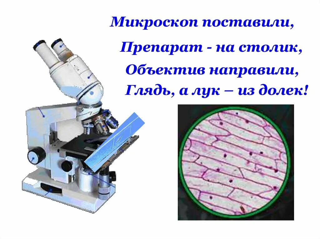 Изображение получаемое с помощью микроскопа является. Приготовление микропрепаратов для микроскопа. временные препараты для микроскопа. приготовление временных микропрепаратов. методика приготовления микропрепарата.