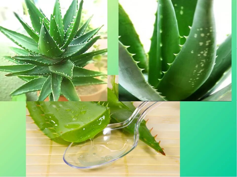 Aloe vera как пользоваться. Алоэ приземистое. Алое Дениз.