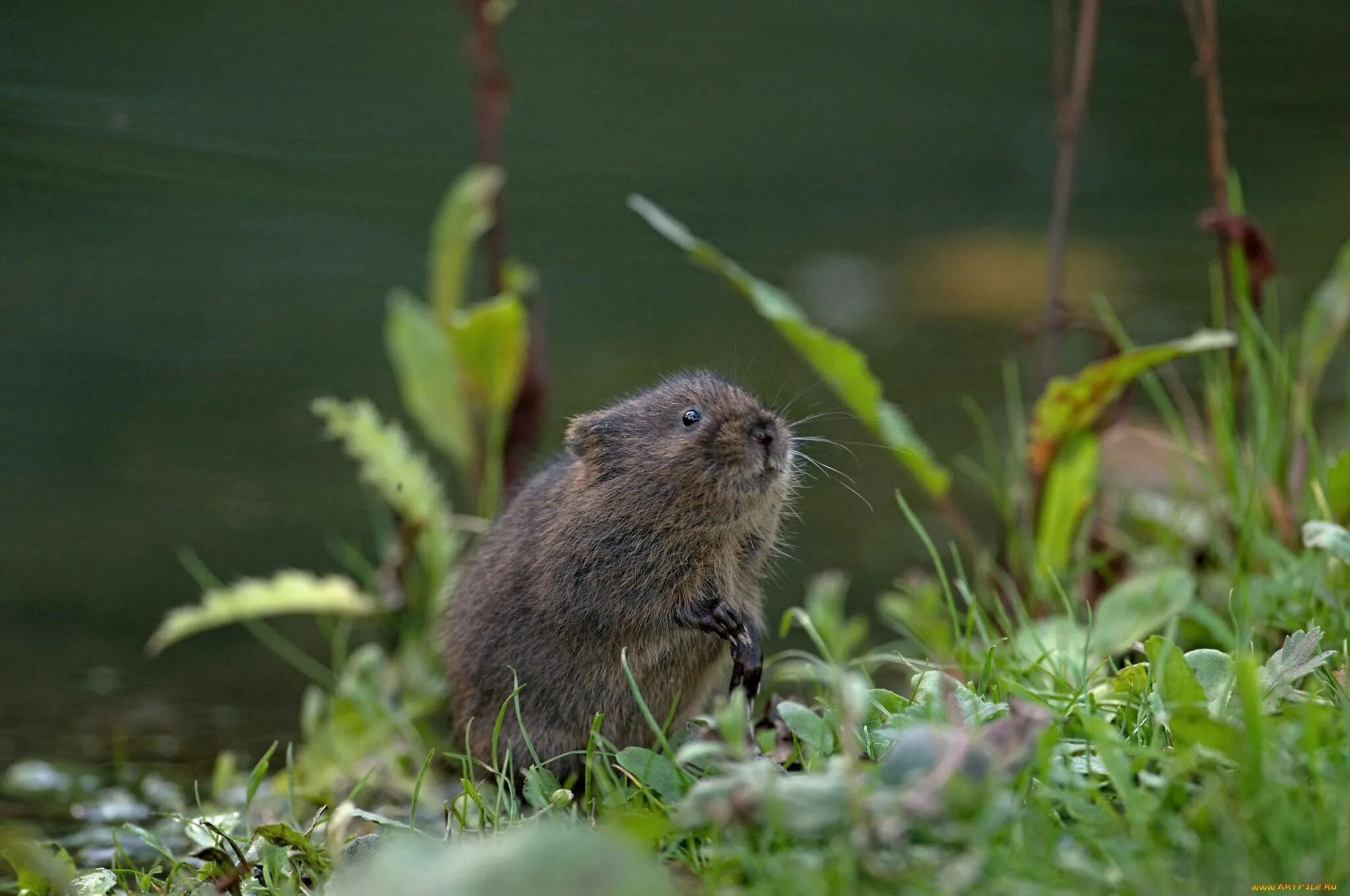 грызун водоемов. грызун водоемов. водяная крыса полевка. водяная полёвка водяная крыса. водяная полевка ареал.