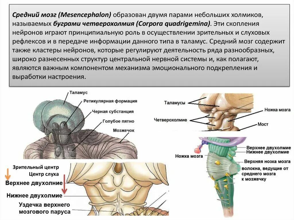 Нижние холмики среднего мозга латынь. Медиальные коленчатые тела, нижние холмики четверохолмия. Пластинка четверохолмия анатомия. Верхние холмики среднего мозга латынь. Нижние бугорки четверохолмия.