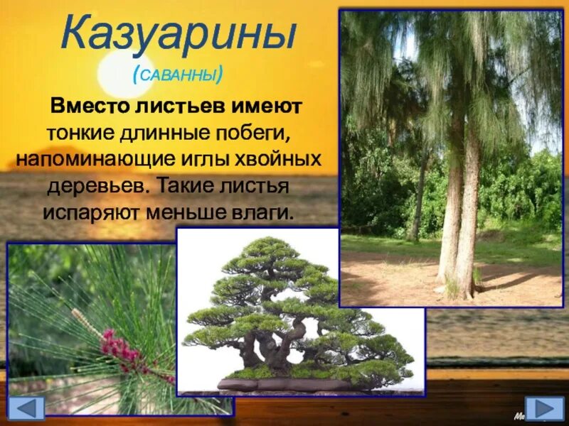 Растительный и животный мир австралии. Растительный мир австрии. Особенности растительности австралии. Растительный мир австралии. Реликтовые растения австралии.