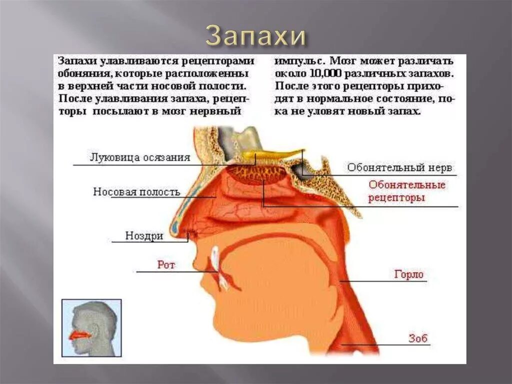 Восприятие запахов. Обоняние. Нос орган обоняния. Органы обоняния у человека для детей.